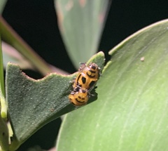 Calomela crassicornis