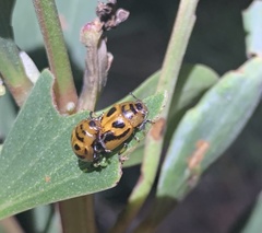 Calomela crassicornis