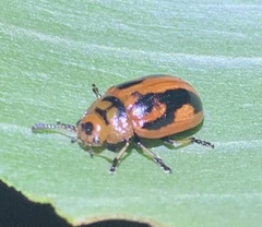 Calomela crassicornis