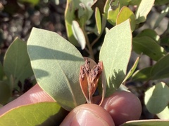 Arctostaphylos moranii
