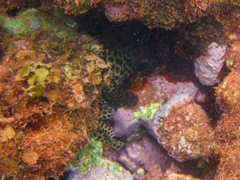 Epinephelus quoyanus