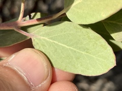 Arctostaphylos moranii