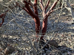 Arctostaphylos moranii