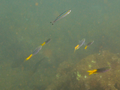 Neopomacentrus azysron