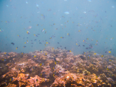 Neopomacentrus azysron