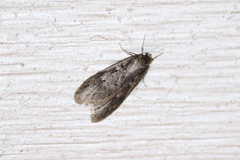 Semioscopis mcdunnoughi