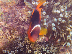 Amphiprion rubrocinctus