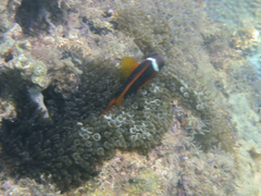 Amphiprion rubrocinctus