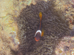 Amphiprion rubrocinctus