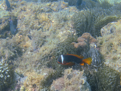 Amphiprion rubrocinctus