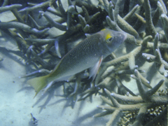 Lethrinidae