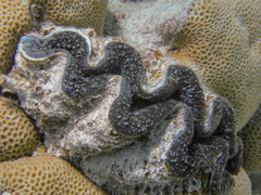 Tridacna noae