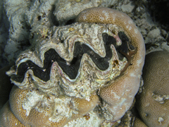 Tridacna noae