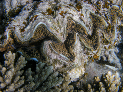 Tridacna noae
