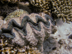 Tridacna noae
