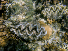 Tridacna noae