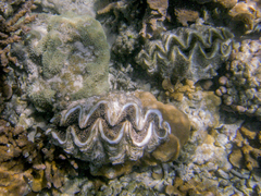 Tridacna noae