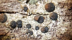 Palicella schizochromatica