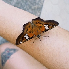 Myscelus santhilarius