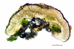 Palicella schizochromatica