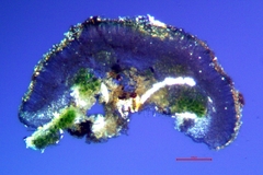 Palicella schizochromatica