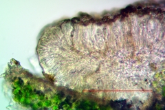 Palicella schizochromatica