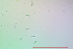 Palicella schizochromatica