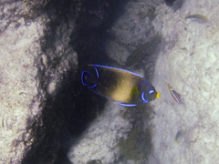Parupeneus barberinoides