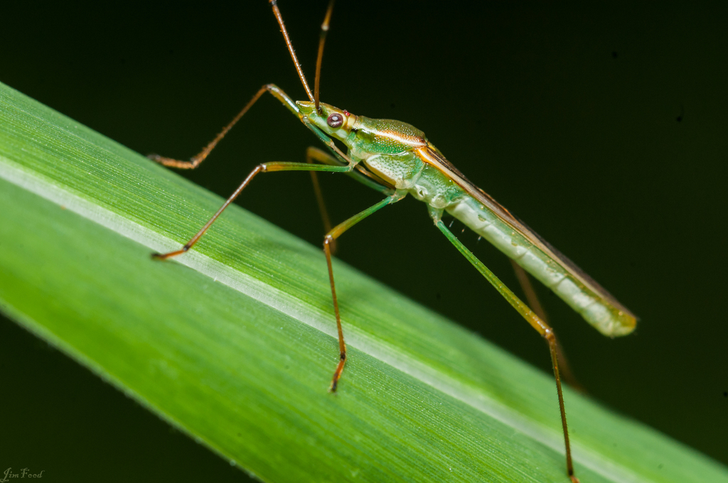 Paddy Bug