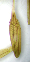 Taraxacum pallidipes