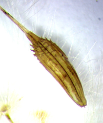 Taraxacum pallidipes