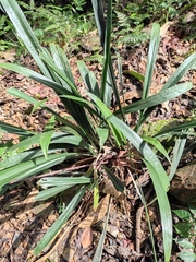 Calanthe davidii