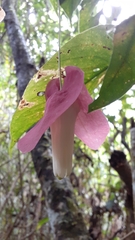 Passiflora membranacea