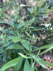 Morella cerifera image