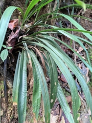 Calanthe davidii