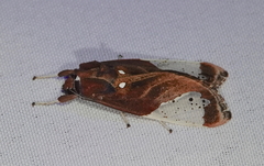 Bertholdia albipuncta