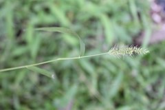 Setaria grisebachii
