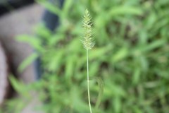 Setaria grisebachii