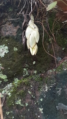 Stanhopea graveolens