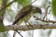 Accipiter badius