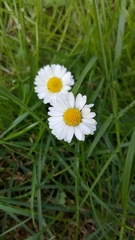 Bellis perennis