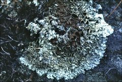 Xanthoparmelia coloradoensis