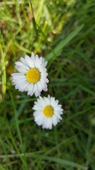 Bellis perennis