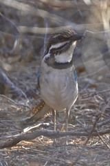 Uratelornis chimaera
