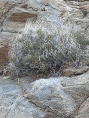 Pleurocoronis pluriseta