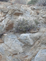 Pleurocoronis pluriseta