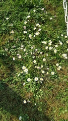 Bellis perennis