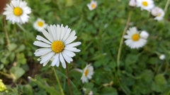 Bellis perennis