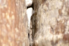 Blaesodactylus sakalava