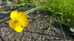 Ranunculus